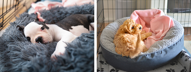 the-best-benefits-of-crate-training-a-puppy-img1